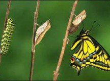 New Creatures in Christ