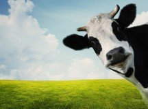 Beware of Sacred Cows